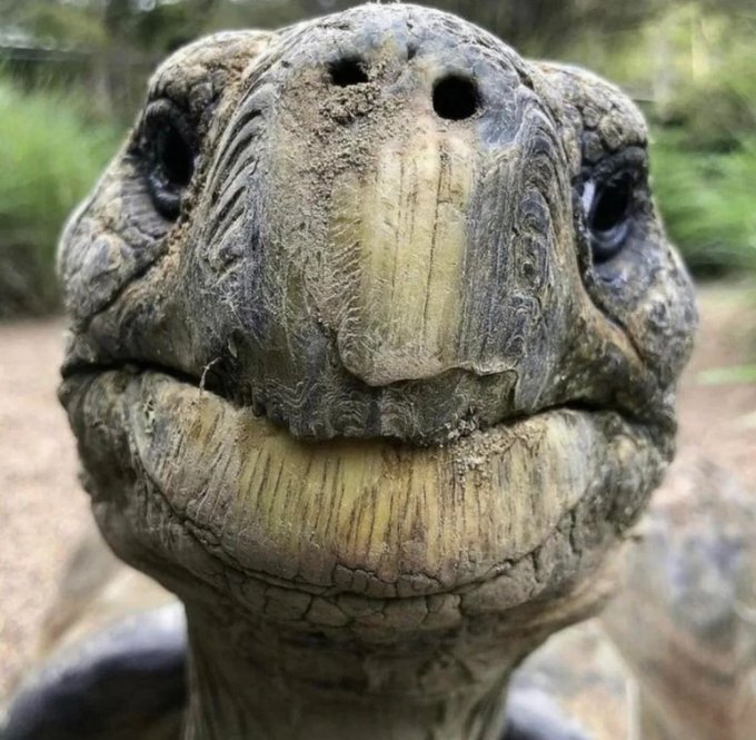 tortue boomeuse vieille 191 ans