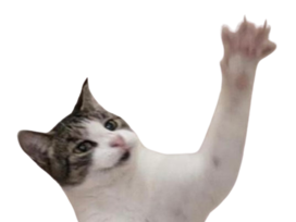 chat mignon patte coucou pattoune merlin bonjour salut