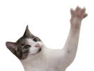 chat-mignon-patte-coucou-pattoune-merlin-bonjour-salut