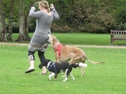 chien manger fesses ass eat asshole oignon cul