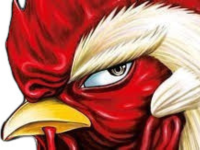 coq de baston combat tete poulet animal regard chad colere dedain arrogant condescendant fier cuck