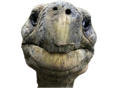 tete de tortue pave glossateur decline ton identitax qui es-tu lauteur raf