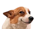 chien-corgi-sourire-rictus-malicieux-moqueur-railleur-dogpill-dogpilled