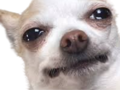 chien chihuahua en pleurs larmes je regrette