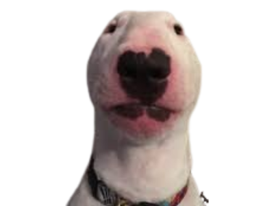 chien bull terrier