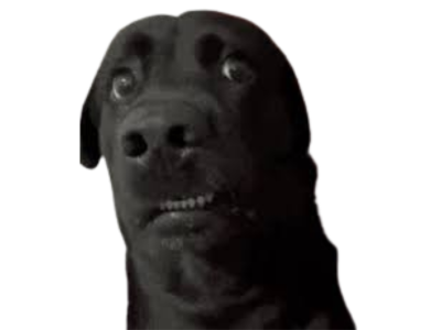 chien noir peur crainte effroi frayeur terreur frousse trouille confus confusion embara embarasse trouble