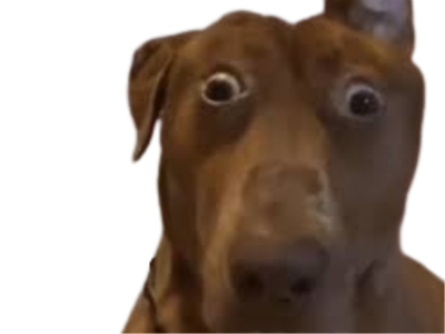 chien gros yeux choque indigne offense offusque outre scandalise