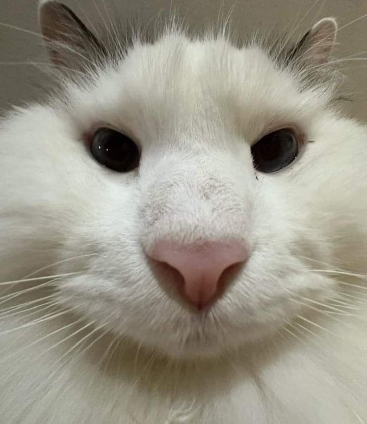 chat mongolien blanco gros nez rsa action lidl