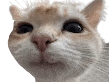 cat chat zoom grosplan gros plan mignon soyeux