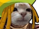 chat-cat-dreadlocks-zoom
