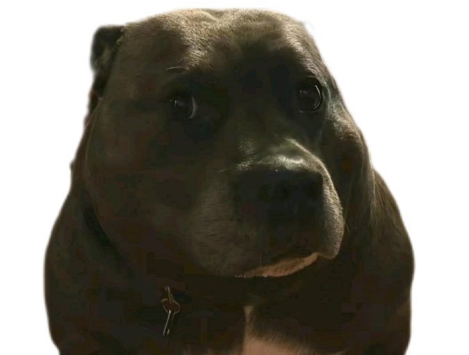 chien suspicieux ahii ayaaaa quoi comment dog