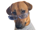 chien-lunettes-doute-dubitatif-question