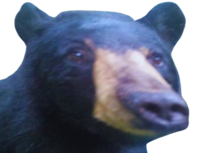 ours merci merciatoi