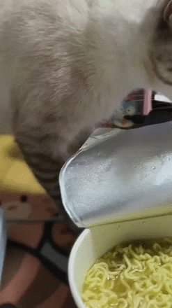 gato meow miaou mao katz kitty meal dej yum gobe ftour ramadan goute midi plat