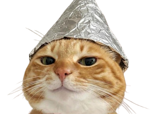 chat roux zinzin observe avec mepris navrant issou chapeau ent aluminium