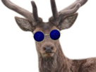 cerf-bois-lunettes-bleues-redpill-redpilled