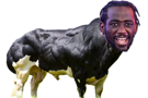 crawford-bull-steroid