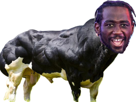 crawford-bull