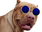 chien-clebs-pitbull-shitbull-toutou-tueur-gentil-mechant-lunettes-bleues-y-veu-joue
