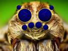 araignee-huit-8-yeux-lunettes-bleues-redpill-redpilled-decors