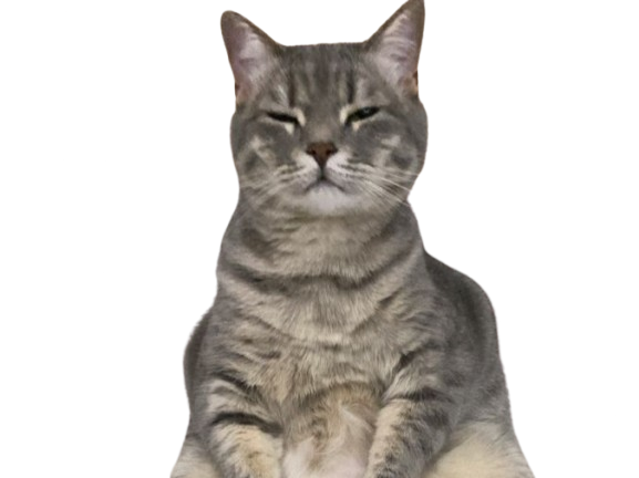 chat gris mignon demon mowgli fic publius publiusovidius boucle ariane