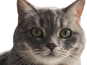 chat gris mignon demon mowgli fic publius publiusovidius boucle ariane