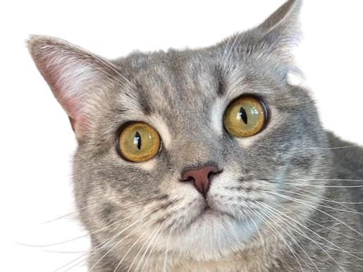 chat gris mignon demon mowgli fic publius publiusovidius boucle ariane