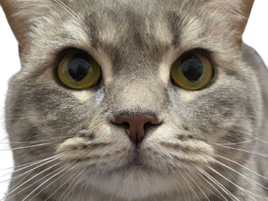 chat gris mignon demon mowgli fic publius publiusovidius boucle ariane