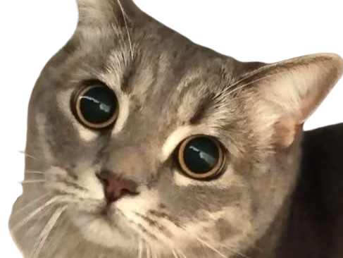 chat gris mignon demon mowgli fic publius publiusovidius boucle ariane