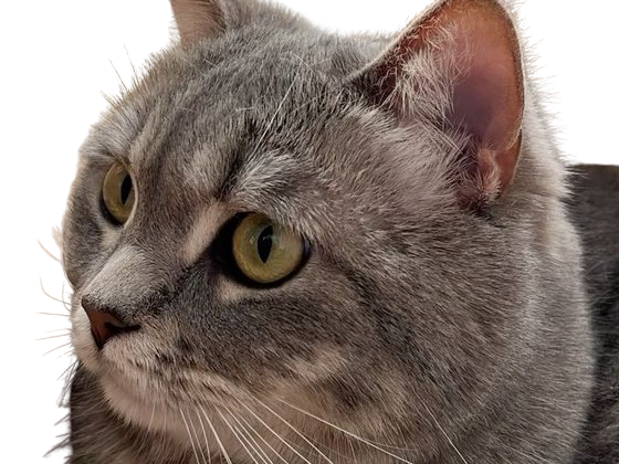 chat gris mignon demon mowgli fic publius publiusovidius boucle ariane