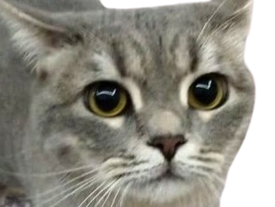 chat gris mignon demon mowgli fic publius publiusovidius boucle ariane