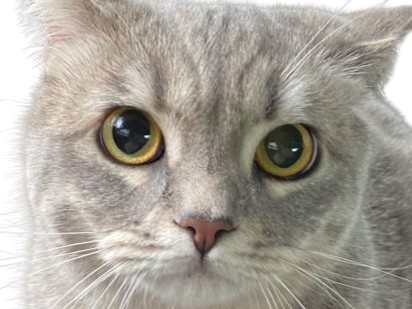 chat gris mignon demon mowgli fic publius publiusovidius boucle ariane