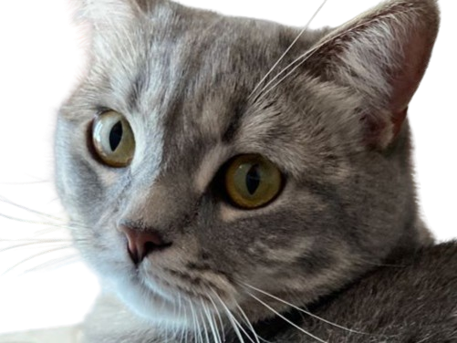 chat gris mignon demon mowgli fic publius publiusovidius boucle ariane