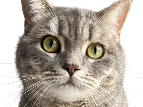 chat gris mignon demon mowgli fic publius publiusovidius boucle ariane