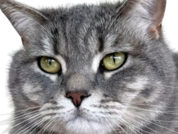 chat gris mignon demon mowgli fic publius publiusovidius boucle ariane