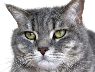 chat gris mignon demon mowgli fic publius publiusovidius boucle ariane