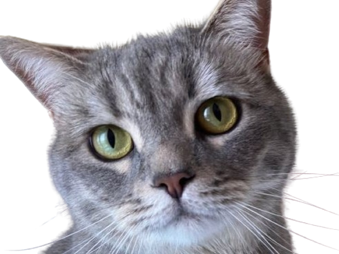 chat gris mignon demon mowgli fic publius publiusovidius boucle ariane