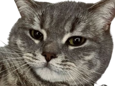 chat gris mignon demon mowgli fic publius publiusovidius boucle ariane