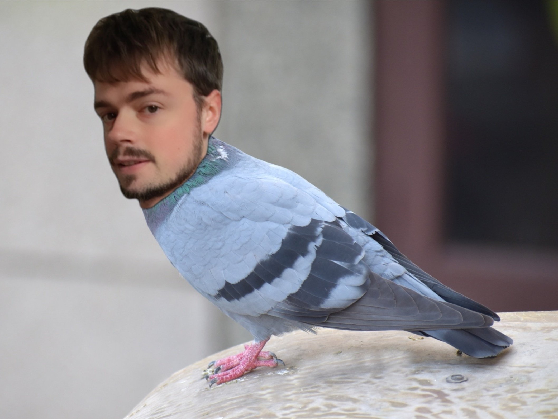 florian pigeon oiseau pigeonned tete