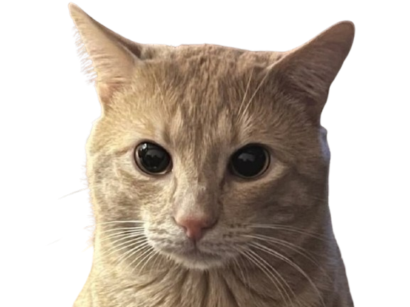 chat orange stoique serieux concentre surprise stress yeux dilates mignon cat miaou meow dilate knifos