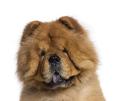 chien-other-chow-moumoute