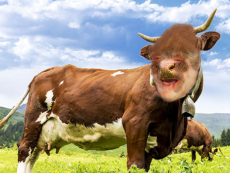 animal meu boeuf vache horreur risitas vegetarien nature vegan bovin viande montagne transformation champ