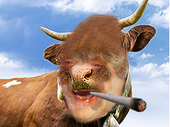 risitas petard tete vache