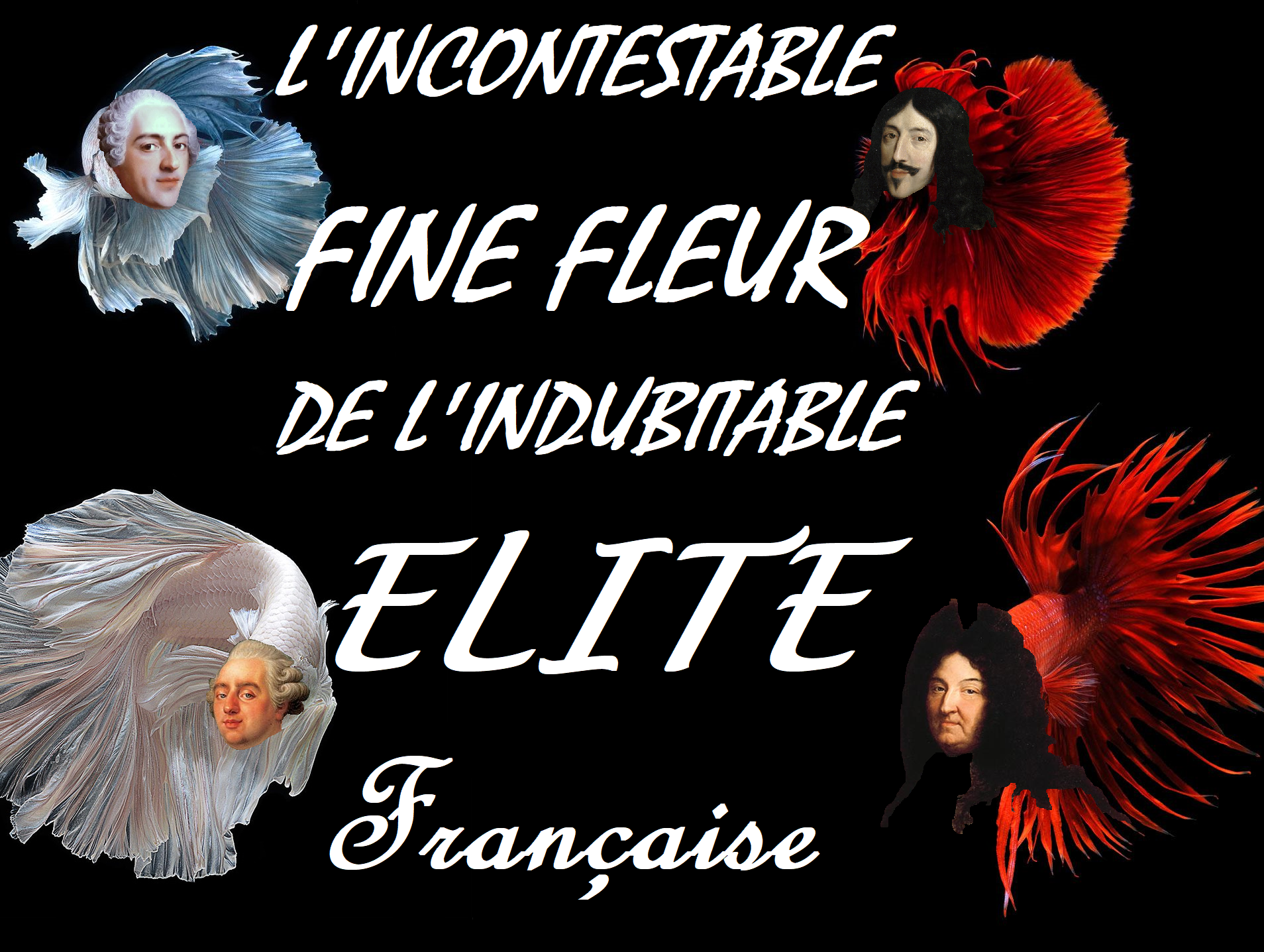 poisson france roi elite combattant risitas du siam