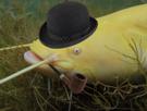 silure-pipe-albinos-gentleman-risitas-poisson