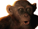 la-singe-bad-other-des-planete-ape-singes