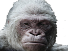 singe-albinos-des-la-planete-other-gorille-singes