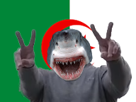 shark-pnl-da-59-algerie-requin-other-beauf-nos