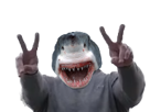 requin-shark-other-beauf-paix-rage-nos-pnl-qlf-da-59