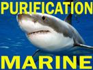 squale-requin-purification-ocean-marins-marine-animaux-mer-eau